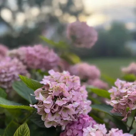 Casa Hortensia Dom wakacyjny